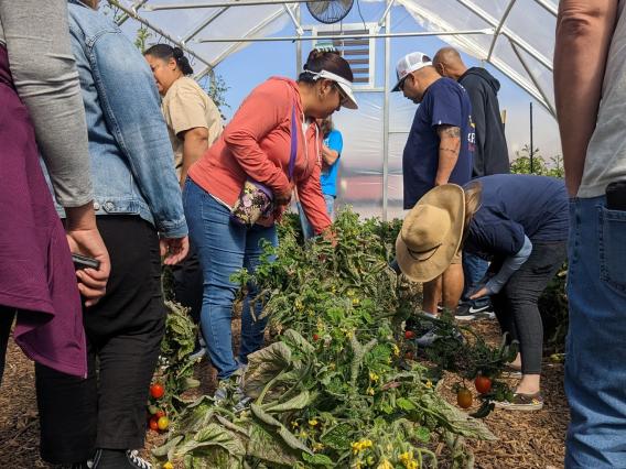 group of people harvesting crops in a greenhouse